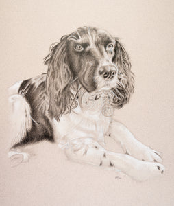 Pet Portraits 'Izzy'